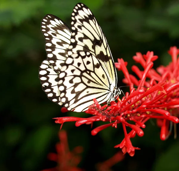 Papierdrachen Schmetterling — Stockfoto