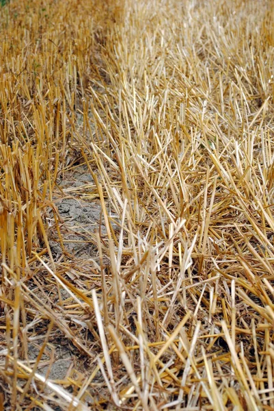 Palha Trigo Campo Após Colheita — Fotografia de Stock