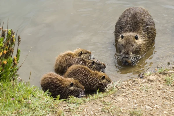 Nutria Myocastor Coypus Duży Zjadający Rośliny Gryzoń Sesja Odbyła Się — Zdjęcie stockowe