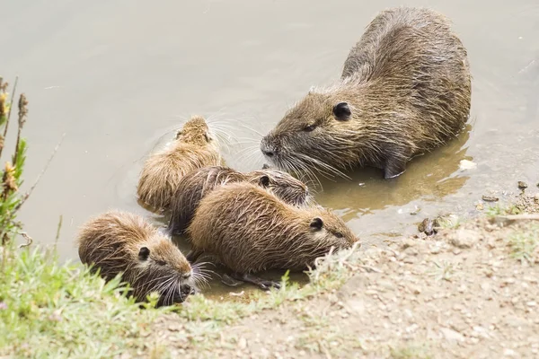 Familia Coypus Buscando Comida Orilla Río Ubicación Aygulf Francia Costa —  Fotos de Stock