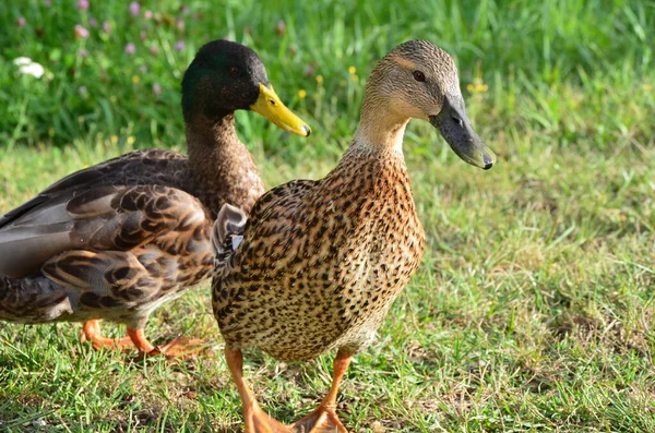 Duck Couple Endeckungsreise — Photo
