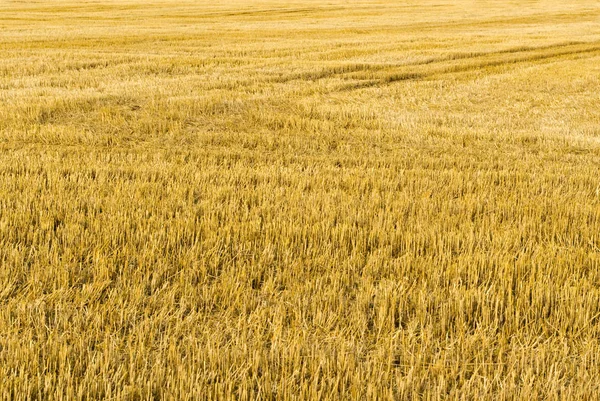 Pohled Kukuřici Zemědělský Koncept — Stock fotografie