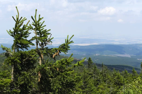 Tannen Landschaft Brocken Nationalpark Harz — Stockfoto