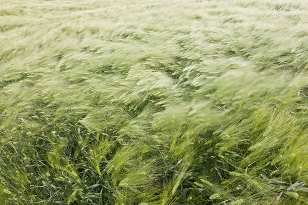 Campo Trigo Campo Plantas Agrícolas Campo — Foto de Stock