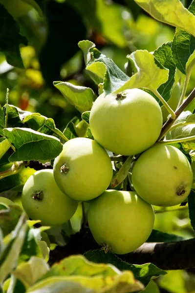 Delicioso Crecimiento Manzanas Los Árboles — Foto de Stock