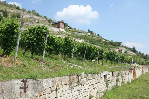 Vigneto Campagna Piantagione — Foto Stock