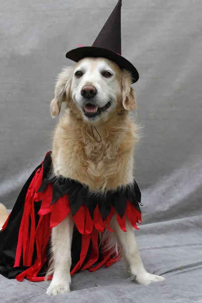 Disguised Golden Retriever Disguised Golden Retriever — Stock Photo, Image