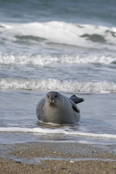 Sigillo Grigio Sulla Duna Helgoland — Foto Stock