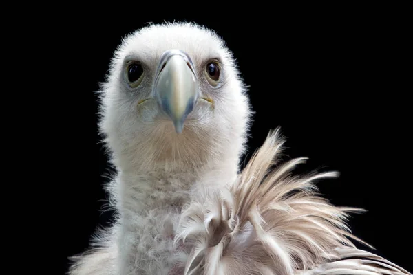 Schilderachtig Uitzicht Prachtige Vogel Natuur — Stockfoto