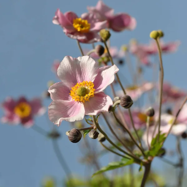 Beautiful Blooming Anemone Flowers — Stock Photo, Image