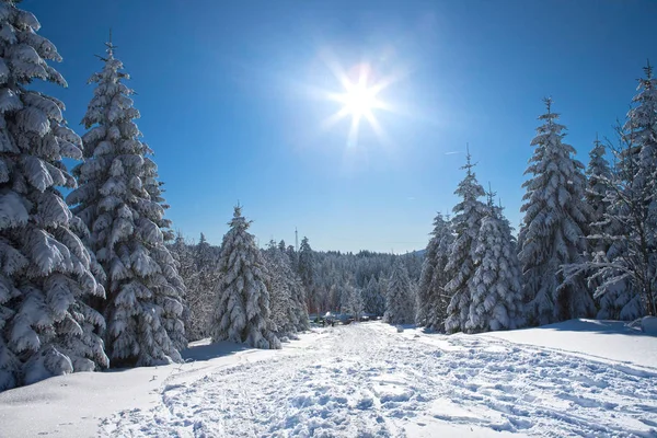 Vue Une Scène Hivernale — Photo