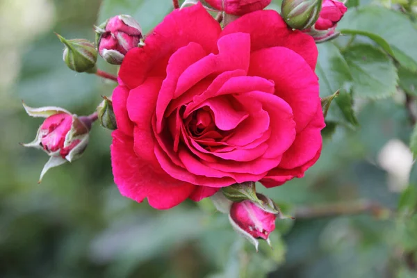 Rote Rosen Mit Knospen — Stockfoto