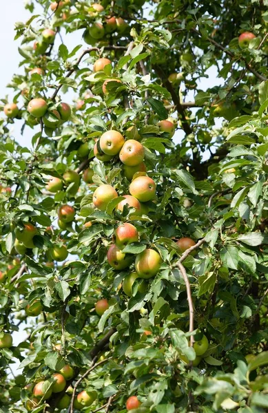 Äppelträd Med Läckra Frukter — Stockfoto