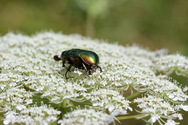 Rosenkäfer Auf Wilder Karotte — Stockfoto