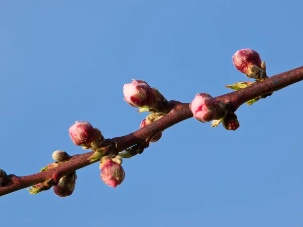 Κλαδί Μήλου Μπουμπούκια Λουλουδιών — Φωτογραφία Αρχείου