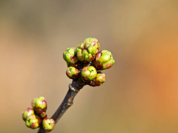 Btanch Cerisier Avec Bourgeons Floraux — Photo