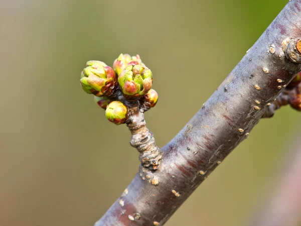 Bloemknoppen Een Tak Van Kersenboom — Stockfoto