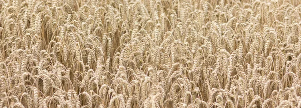 Campo Milho Agrícola Terras Agrícolas — Fotografia de Stock