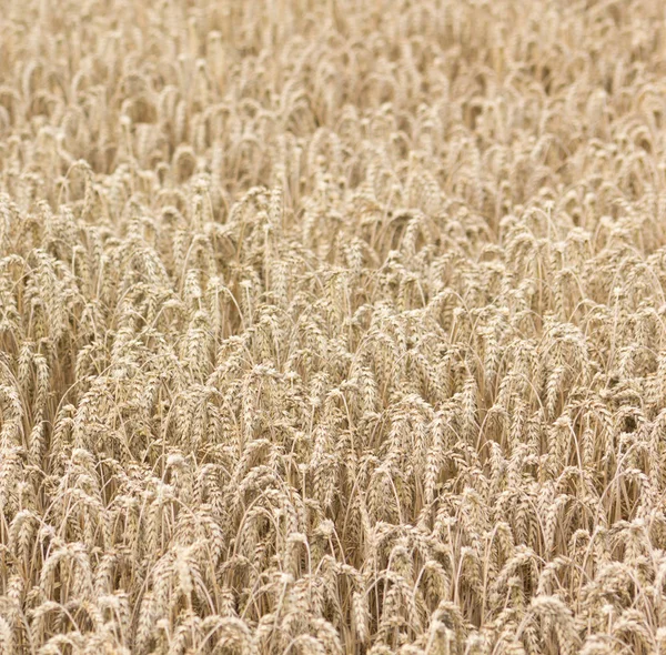 Scenic View Agriculture Selective Focus — Stock Photo, Image