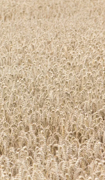 Campo Agrícola Campo Grãos Rurais — Fotografia de Stock