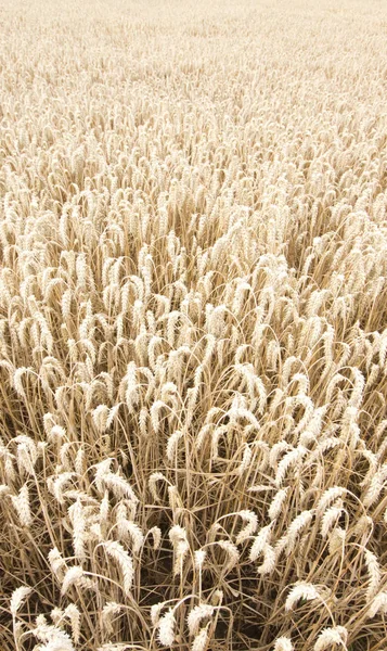 Landwirtschaftliches Maisfeld Ackerland — Stockfoto