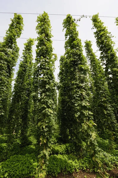 Beautiful Scenery Forest — Stock Photo, Image