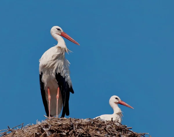 自然界の美しいコウノトリの風景 — ストック写真