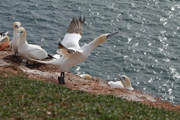 Gannets Pedra Pássaro Helgoland — Fotografia de Stock