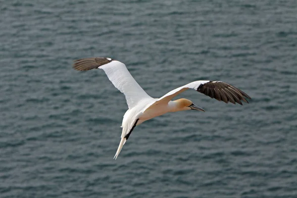 Uccello Tema Pittoresco Colpo — Foto Stock