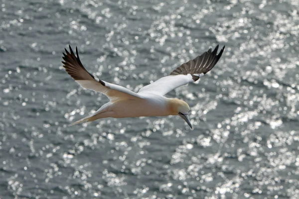 Vue Panoramique Bel Oiseau Nature — Photo