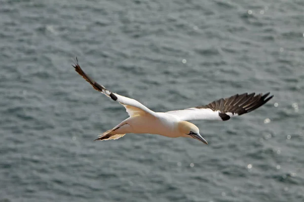 Gannetten Bij Vogelrots Helgoland — Stockfoto