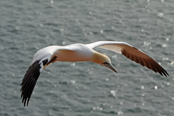 Basstölpel Vogelfelsen Auf Helgoland — Stockfoto