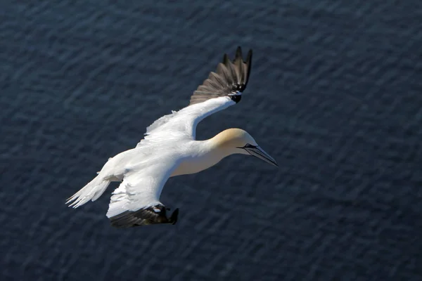 Gannets Vid Fågel Rock Helgoland — Stockfoto