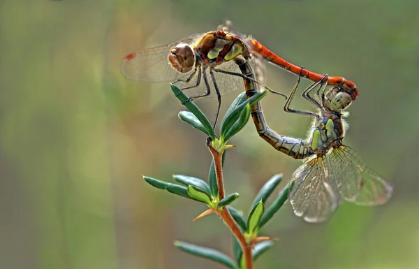 Roda Emparelhamento Grande Heidelibelle — Fotografia de Stock