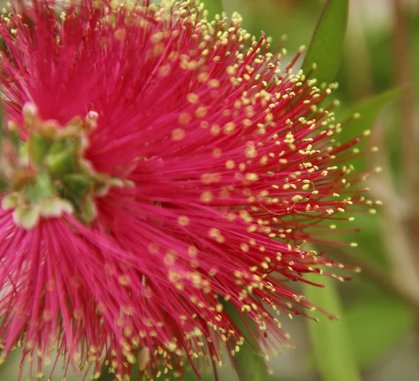 Cabeça Flor Uns Planos Calliandra — Fotografia de Stock