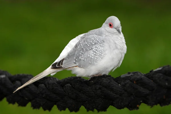 Observación Aves Lindo Pájaro Naturaleza Salvaje —  Fotos de Stock