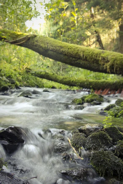 Natuurgebied Furbachtal Bach — Stockfoto