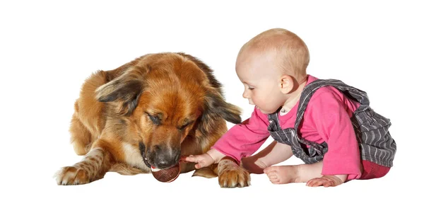 Bonito Jovem Bebê Sentado Chão Alcançando Através Acariciando Cão Estimação — Fotografia de Stock