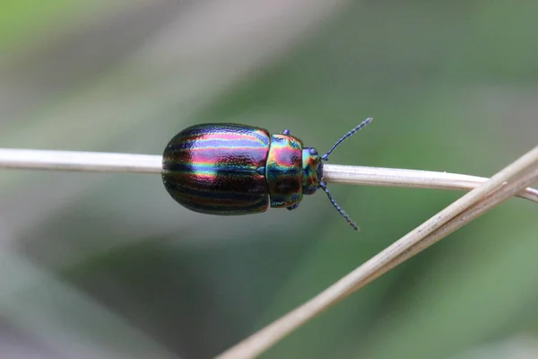 虹色の甲虫 クリソリナ セリアリス — ストック写真