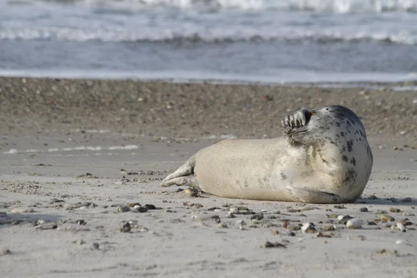 Seal Hewan Mamalia Laut — Stok Foto