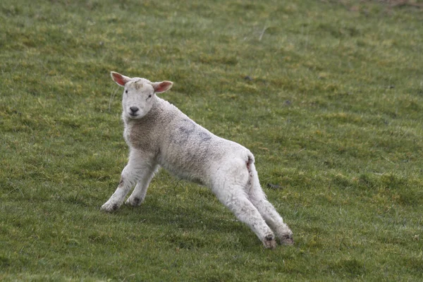 Une Jeune Chèvre Blanche Sur Une Herbe Verte — Photo