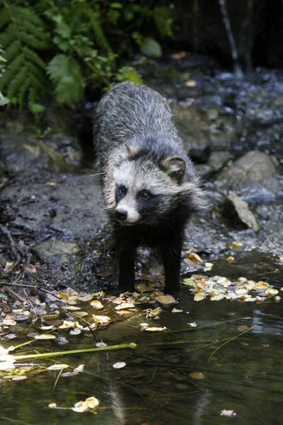 Rakun Hayvanı Fauna Memeli Procyonid Ailesi — Stok fotoğraf