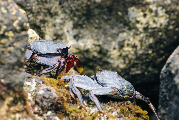 Crabes Sauvages Sur Les Rochers — Photo