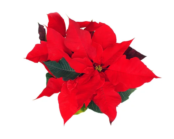 Poinsettia Vermelho Isolado Fundo Branco — Fotografia de Stock