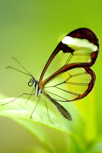 Borboleta Exótica Com Asas Inseto — Fotografia de Stock