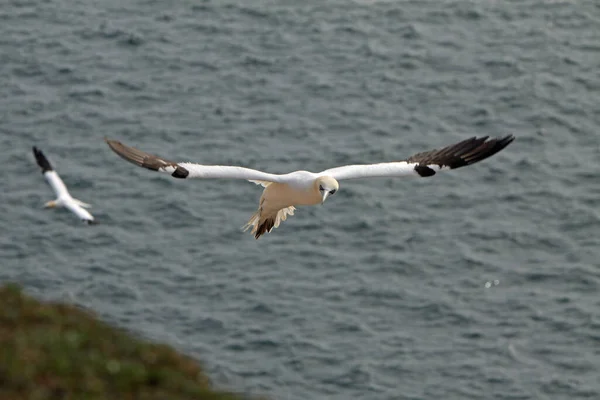 Gannets Roccia Uccello Helgoland — Foto Stock