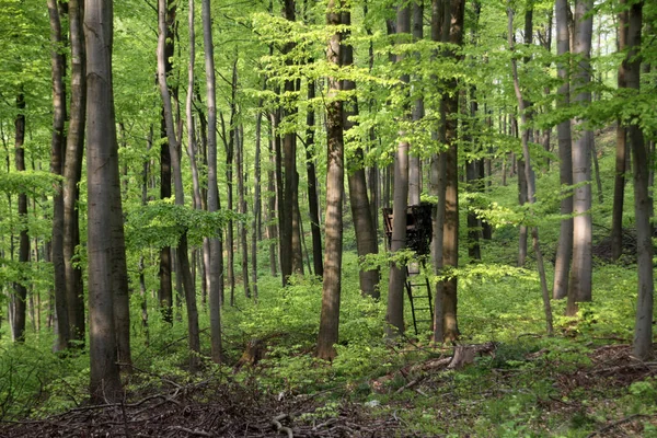 Malowniczy Widok Florę Dzikim Lesie — Zdjęcie stockowe