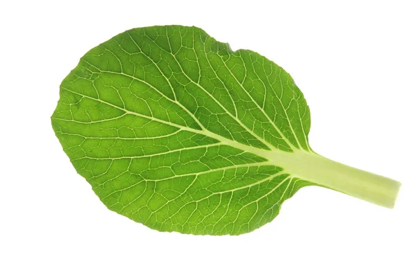 Folhas Cortadas Pok Choi Brassica Rapa Chinensis Frente Fundo Branco — Fotografia de Stock