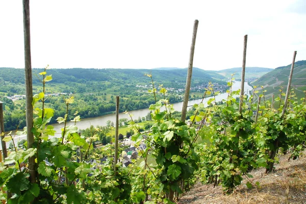 Graach Vers Bas Wehlen Moselle Droite Autre Côté Moselle Xor — Photo