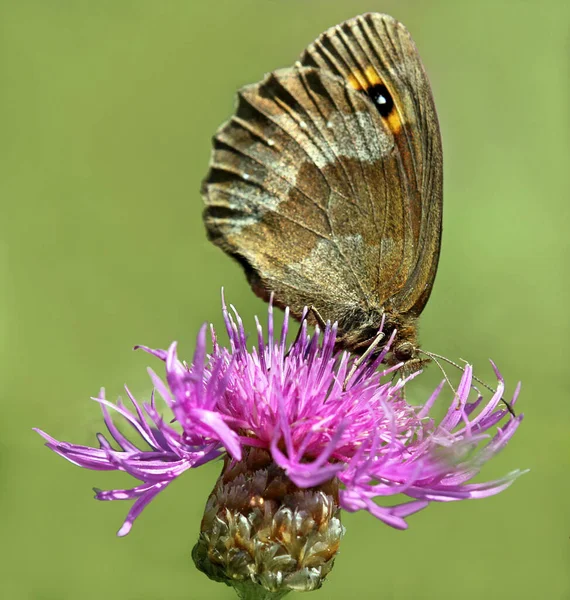 Close Uitzicht Van Exotische Mooie Falter — Stockfoto